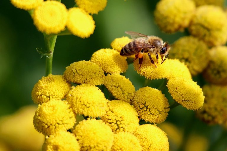 Honeybee collecting nectar from yellow flowers.