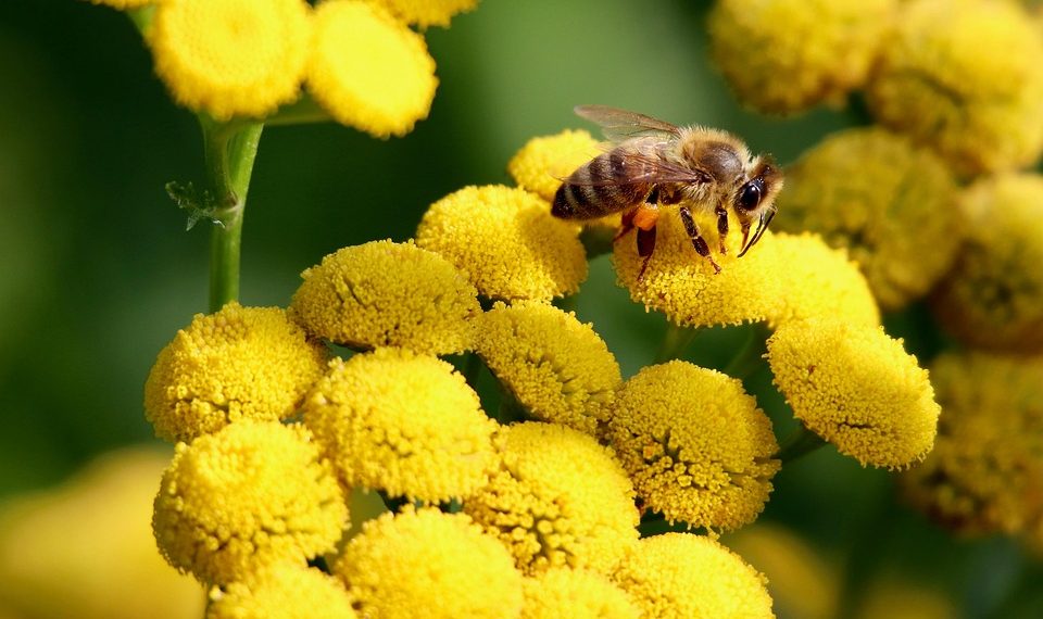 Honeybee collecting nectar from yellow flowers.