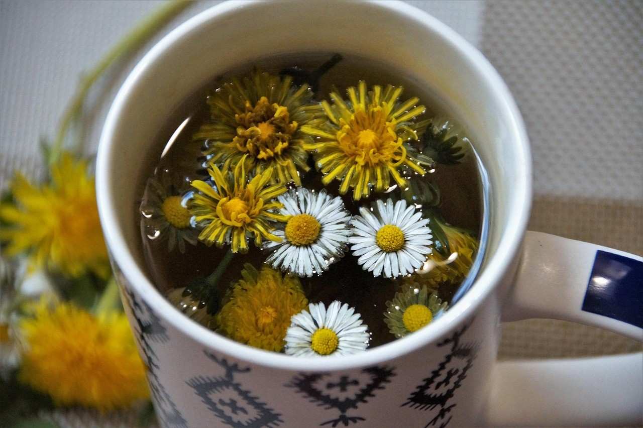 Floating daisies and dandelions in herbal tea cup.