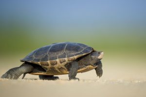 Turtle walking on sandy beach under clear blue sky.