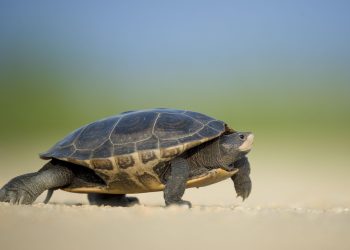 Turtle walking on sandy beach under clear blue sky.