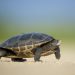 Turtle walking on sandy beach under clear blue sky.