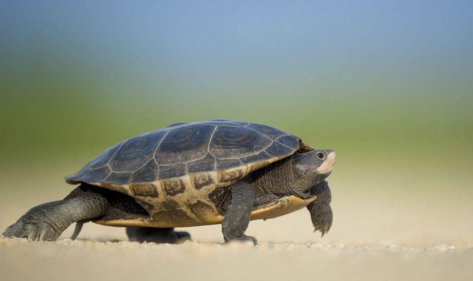 Turtle walking on sandy beach under clear blue sky.