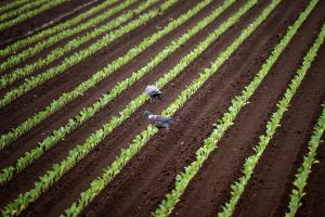 Pigeons walking among young crops in a farm field.