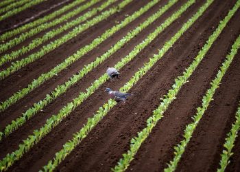 Pigeons walking among young crops in a farm field.