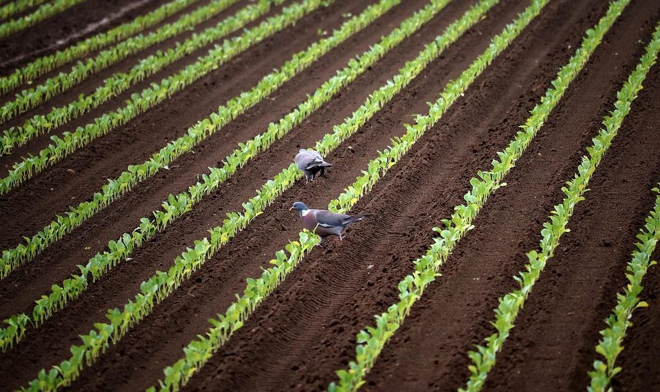 Pigeons walking among young crops in a farm field.
