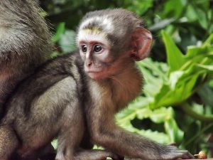 young monkey sitting on a branch in a jungle setting