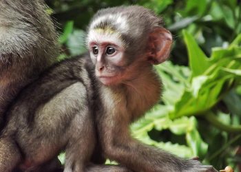 young monkey sitting on a branch in a jungle setting