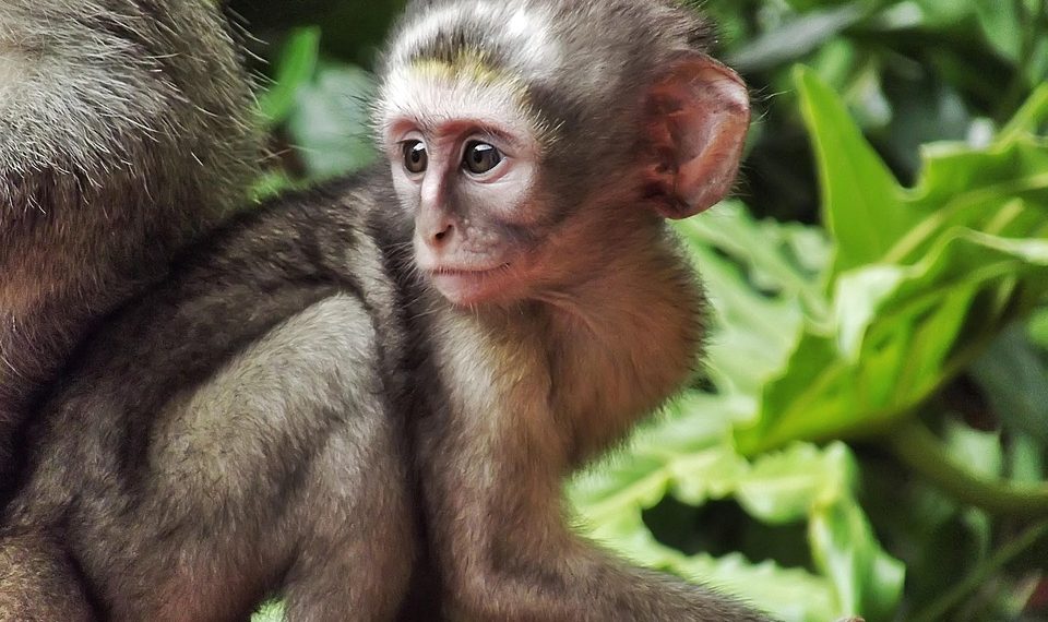 young monkey sitting on a branch in a jungle setting