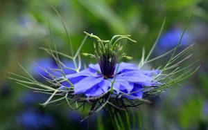 Blue flower in bloom with detailed petals and green stems.