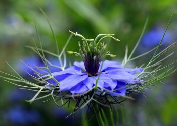 Blue flower in bloom with detailed petals and green stems.