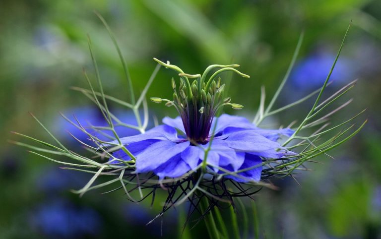 Blue flower in bloom with detailed petals and green stems.