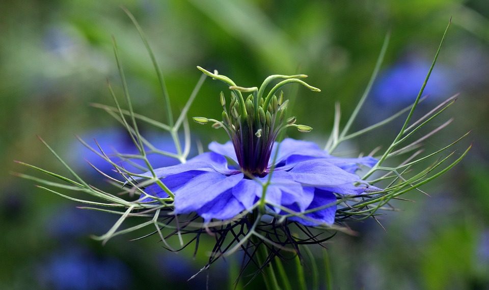 Blue flower in bloom with detailed petals and green stems.