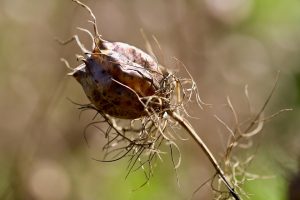 Dry seed pod with tangled stems against blurred background.