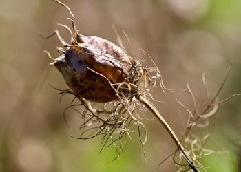 Dry seed pod with tangled stems against blurred background.