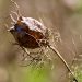 Dry seed pod with tangled stems against blurred background.