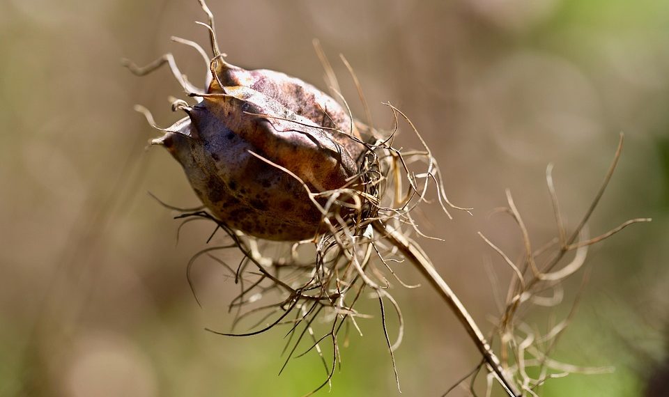 Dry seed pod with tangled stems against blurred background.