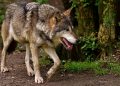 Walking wolf in forest, alert and focused.