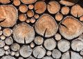Stacked firewood logs displaying detailed tree rings.