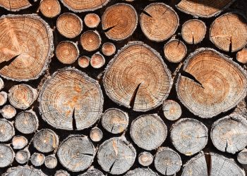 Stacked firewood logs displaying detailed tree rings.