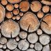 Stacked firewood logs displaying detailed tree rings.