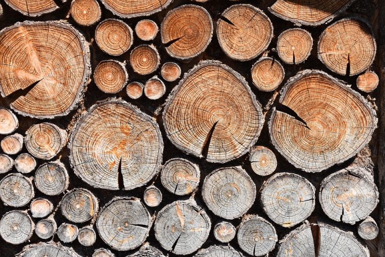 Stacked firewood logs displaying detailed tree rings.