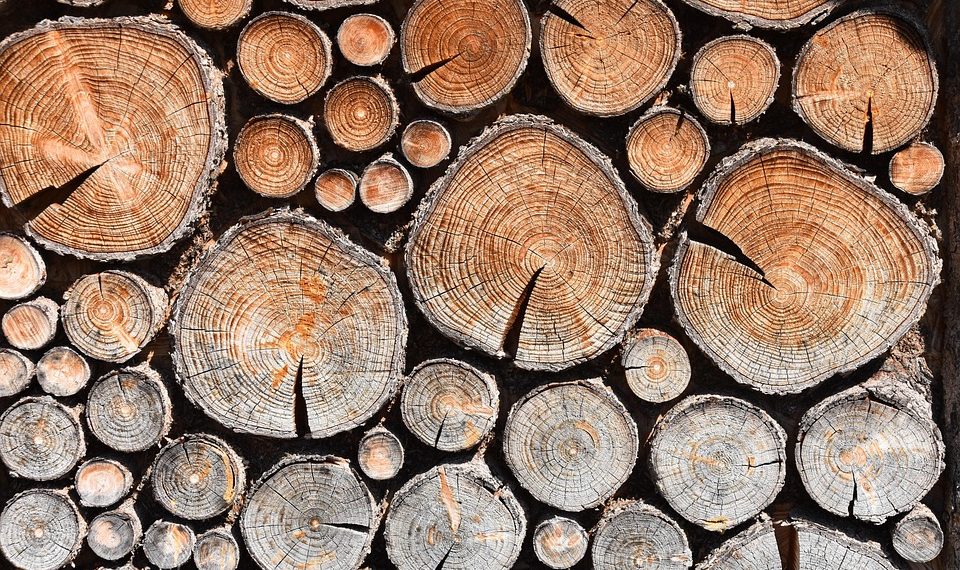 Stacked firewood logs displaying detailed tree rings.