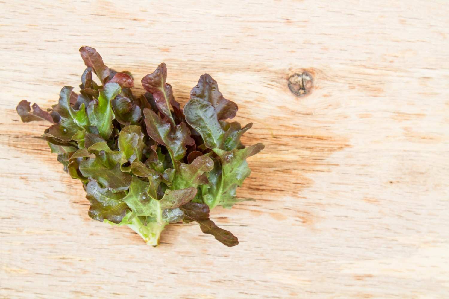 Red oak lettuce