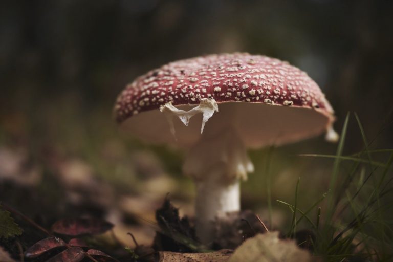 Fly agaric mushroom