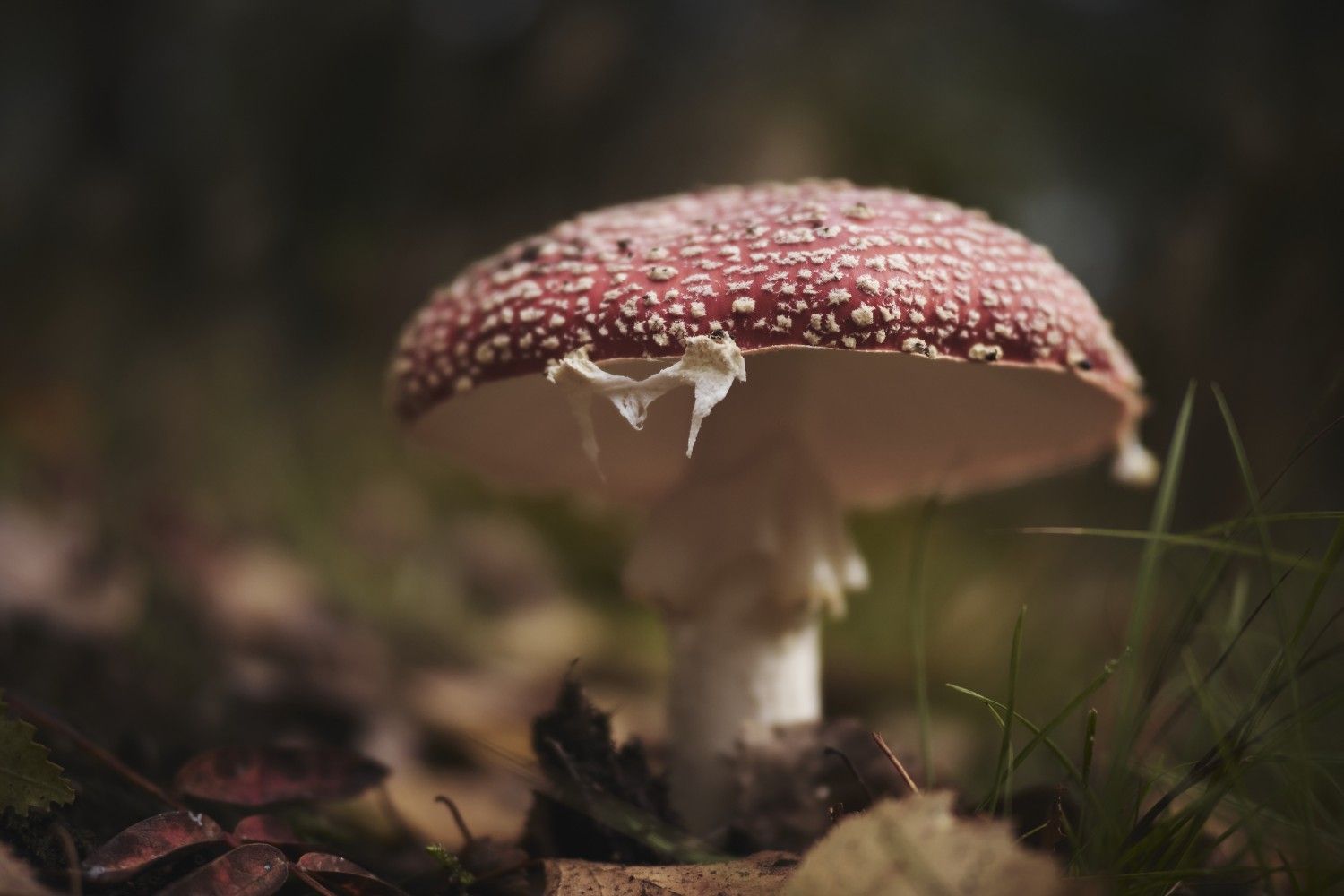 Fly agaric mushroom