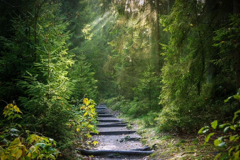 Forest path with sunlight filtering through trees {focus_keyword}.