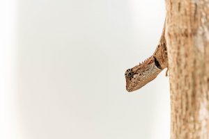 Lizard camouflaged on a tree trunk.