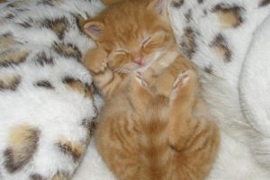 Cozy ginger kitten sleeping among fluffy blankets.