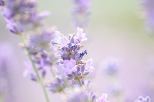 Lavender flowers blooming in a field.