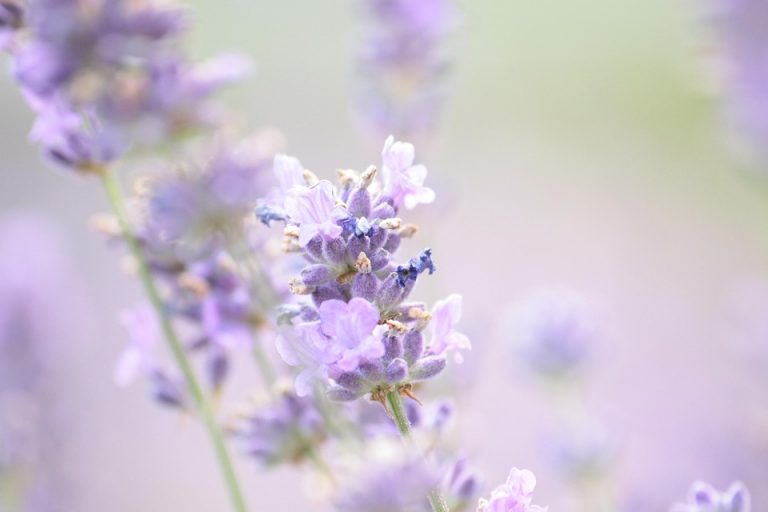 Lavender flowers blooming in a field.