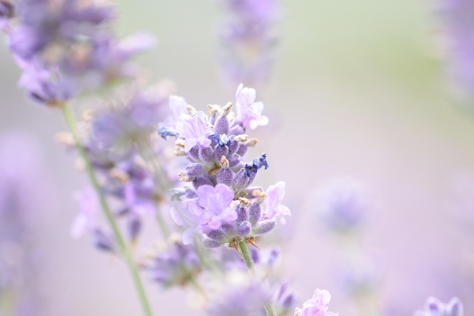 Lavender flowers blooming in a field.