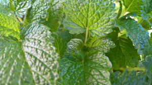 Fresh green mint leaves in sunlight.