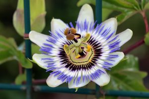 Passion flower with striking purple and white petals.