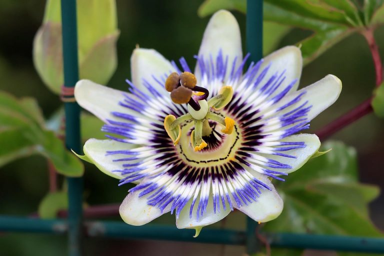 Passion flower with striking purple and white petals.