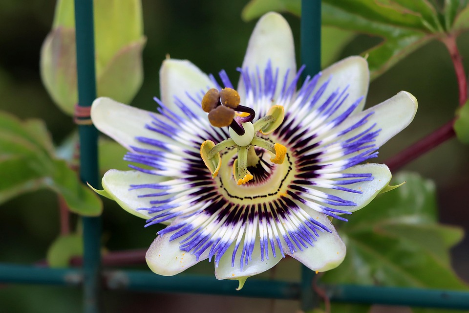 Passion flower with striking purple and white petals.