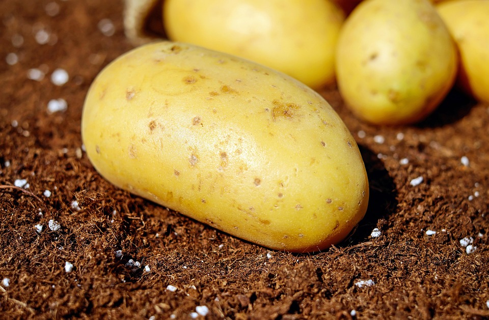 Fresh potato on rich soil background.