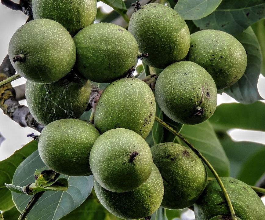 Unripe walnuts growing in a cluster on a tree branch.