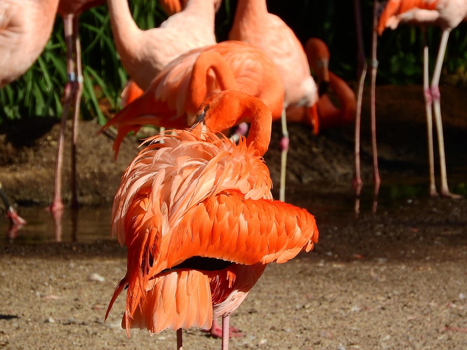Group of vibrant pink flamingos