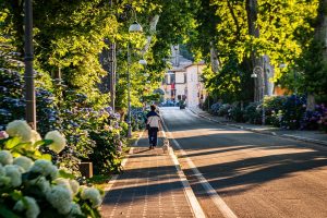 Person walking dog on tree-lined street