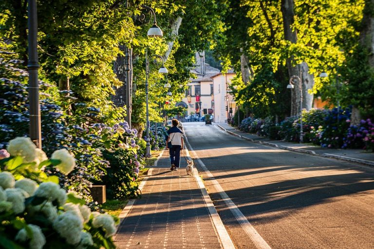 Person walking dog on tree-lined street