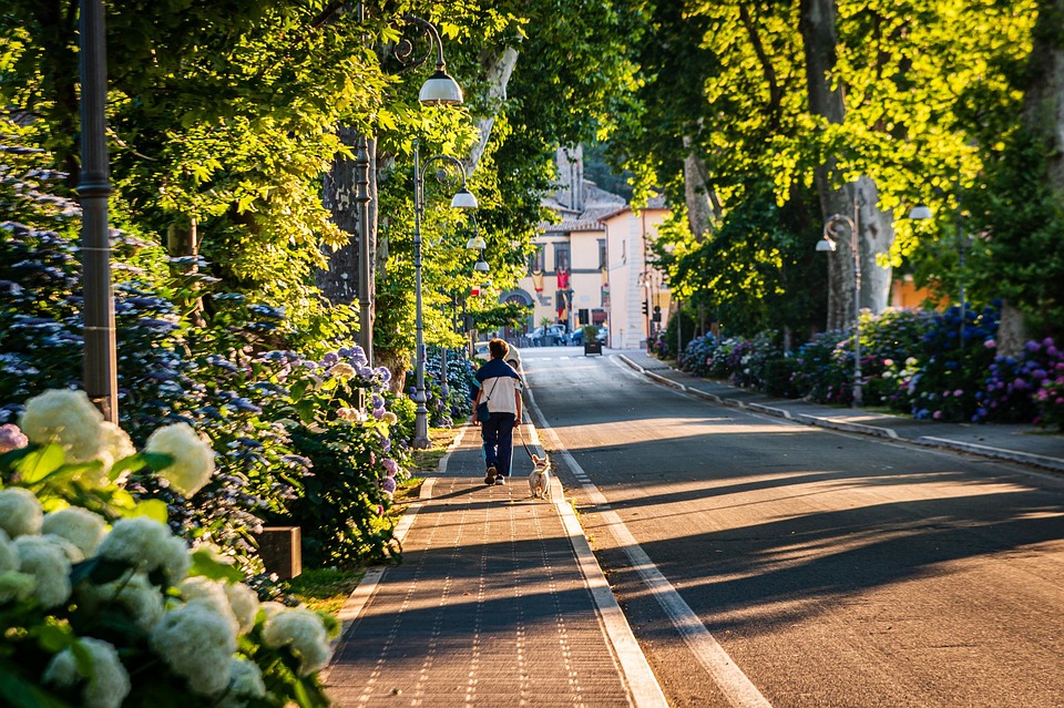 Person walking dog on tree-lined street