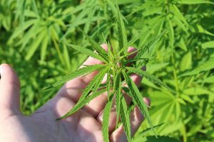 hemp plant, hand, cannabis sativa, of young cannabis, hemp in austria, hemp plant, hemp plant, cannabis sativa, cannabis sativa, cannabis sativa, cannabis sativa, cannabis sativa