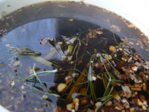 Horsetail Tea