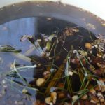 Horsetail Tea