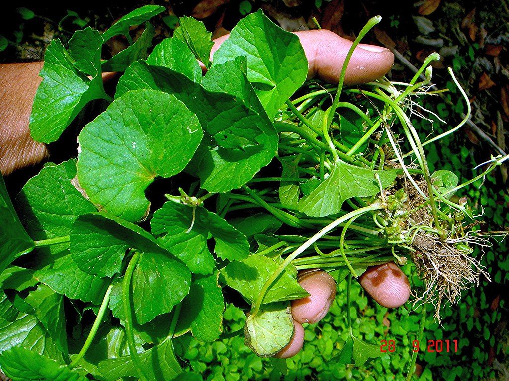 Gotu Kola